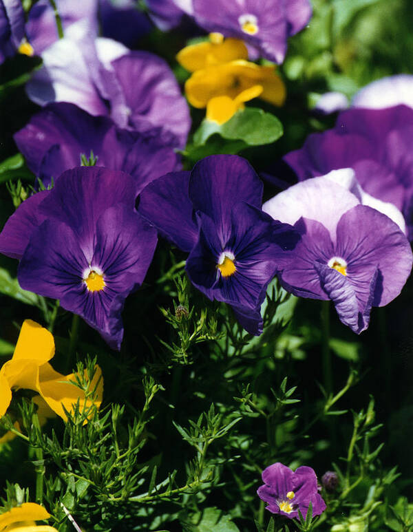 Flowers Poster featuring the photograph Purple Violas by Robert Lozen