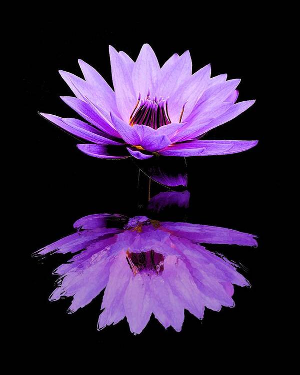 Water Lily Poster featuring the photograph Purple Water Lily by Elizabeth Budd