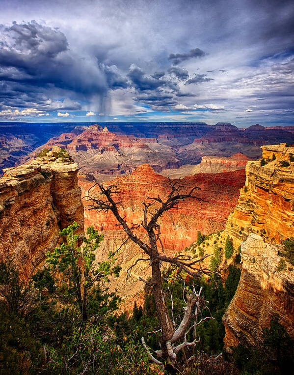 Grand Canyon Poster featuring the photograph Reaching Up by Beth Sargent