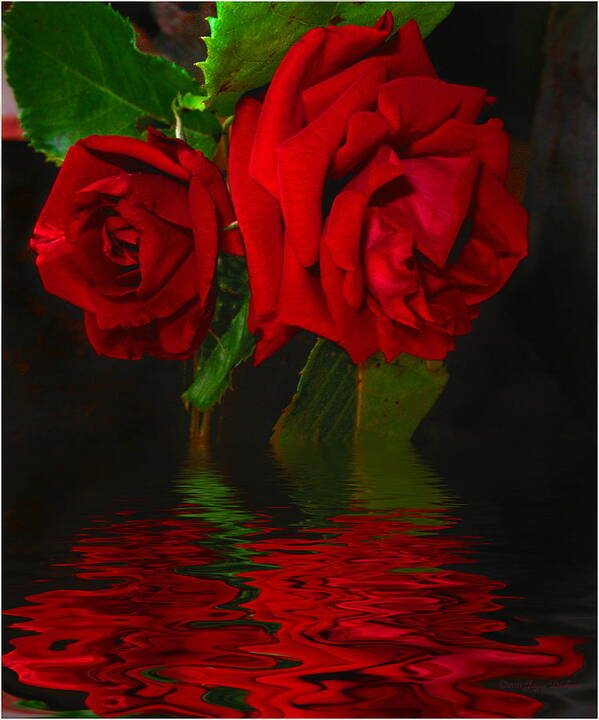Red Poster featuring the photograph Red Roses Reflected by Joyce Dickens