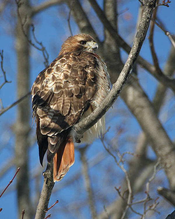 Wildlife Poster featuring the photograph Red-Tailed Hawk by William Selander