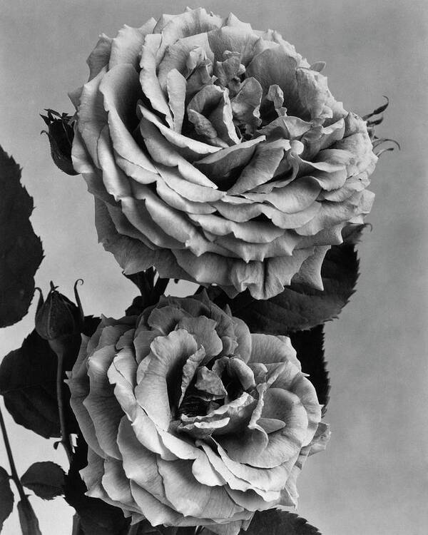 Flowers Poster featuring the photograph Roses by J. Horace McFarland