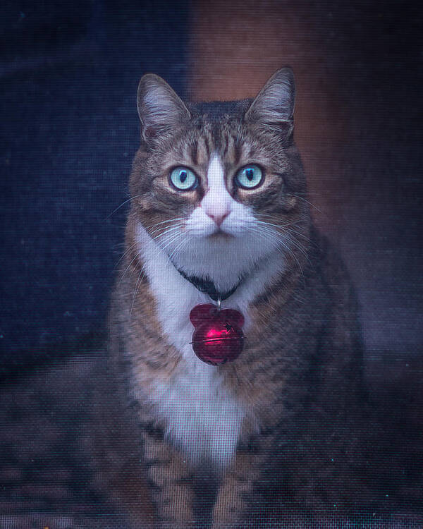 Cat Poster featuring the photograph Ruby by David Downs