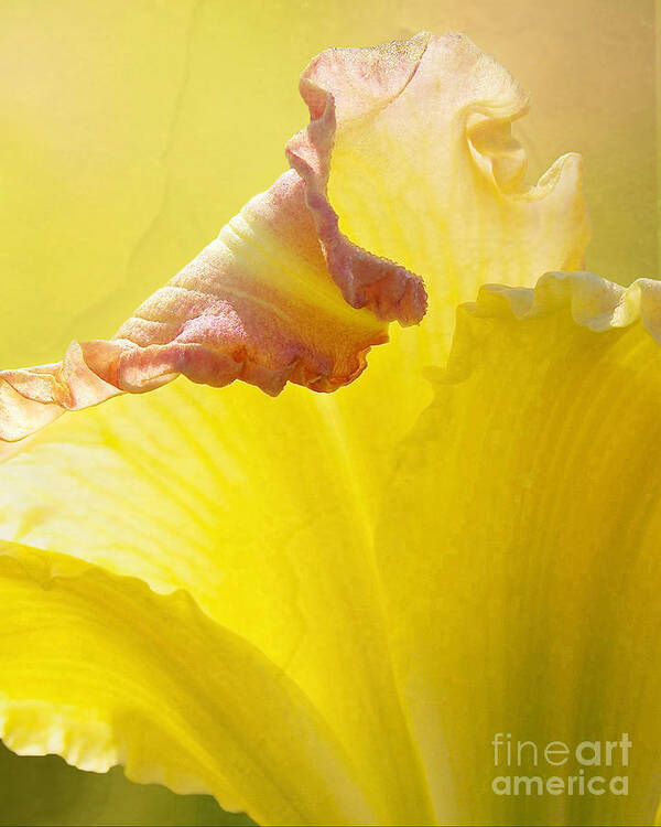Yellow Lily Poster featuring the photograph Ruffles Have Ridges by Kathi Mirto
