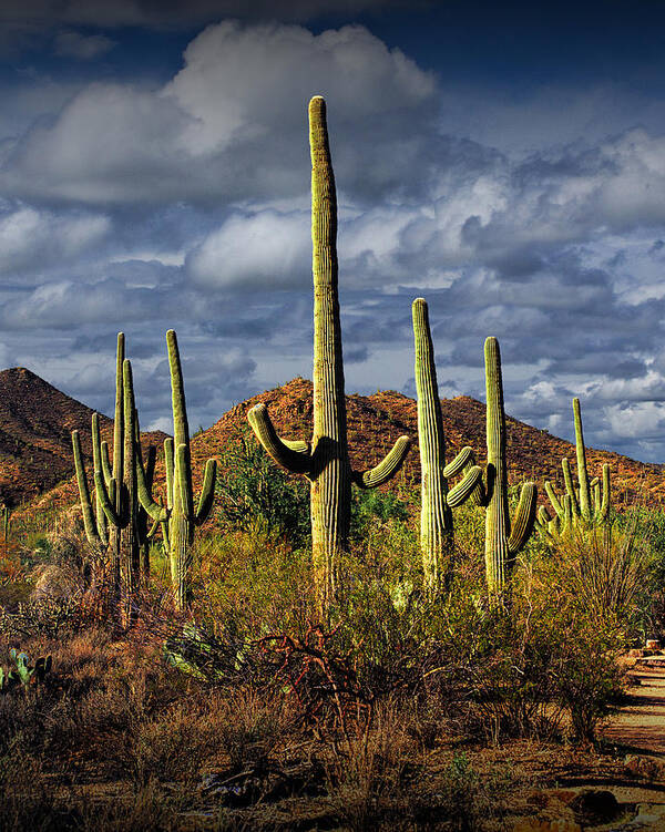 Art Poster featuring the photograph Saguaro Cactuses in Saguaro National Park near Tucson Arizona by Randall Nyhof