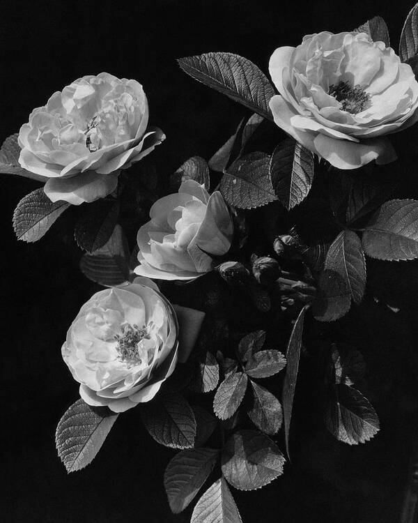 Flowers Poster featuring the photograph Sarah Van Fleet Variety Of Roses by J. Horace McFarland