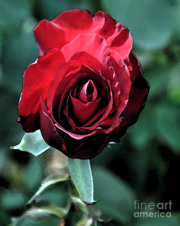 Rose Poster featuring the digital art Red Rose Bloom by Kirt Tisdale