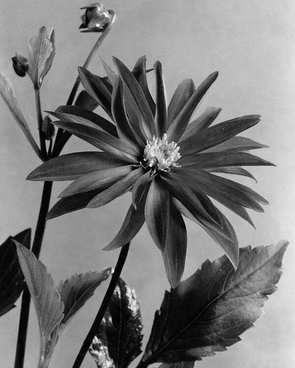 Plants Poster featuring the photograph Semi-double Dwarf Pigmy Dahlia Flower by J. Horace McFarland