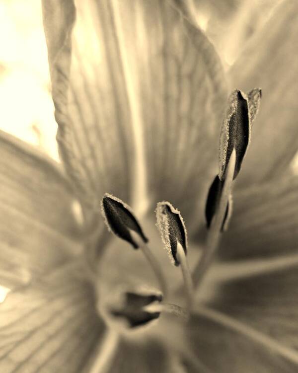 Lily Poster featuring the photograph Sepia Macro Daylily by Cynthia Clark