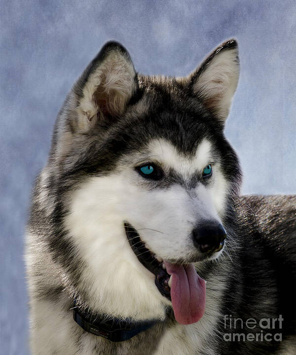 Siberian Poster featuring the photograph Siberian Husky by Linsey Williams