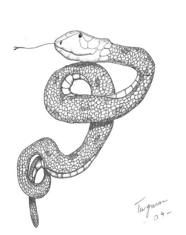 Snake Drawing Poster featuring the drawing Snakey by Dan Twyman