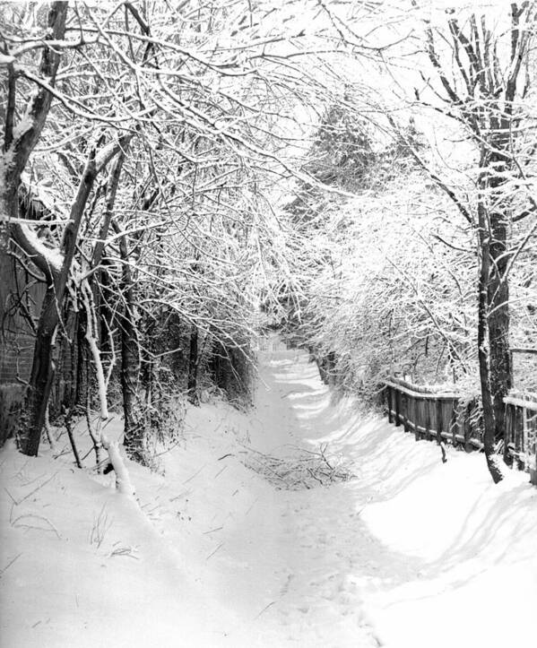 Snowy Lane Poster featuring the photograph Snowy Lane by William Haggart