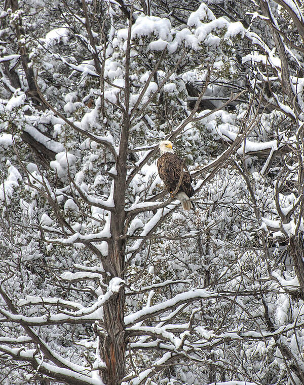 Bald Eagle Poster featuring the photograph Snowy Perch Bald Eagle by Britt Runyon