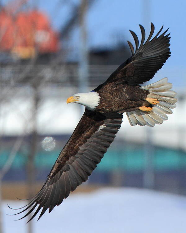 American Bald Eagle Poster featuring the photograph Soaring Eagle by Coby Cooper