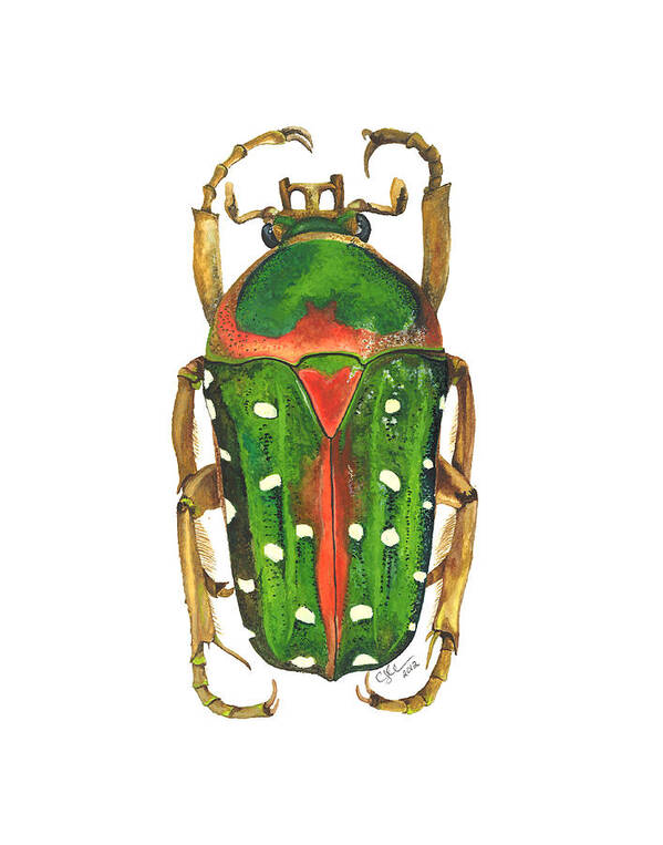 Stephanorrhina Guttata Poster featuring the painting Spotted Flour Beetle by Cindy Hitchcock