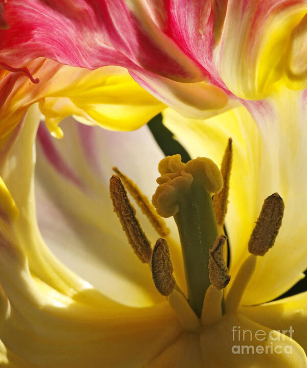 Tulip Poster featuring the photograph Spring Tulip by Inge Riis McDonald