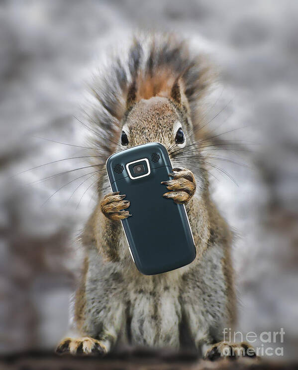 Cell Poster featuring the photograph Squirrel With Cellphone by Mike Agliolo