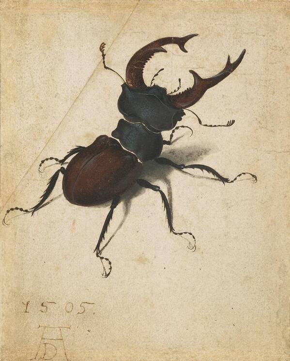 Albrecht Durer Poster featuring the painting Stag Beetle by Albrecht Durer