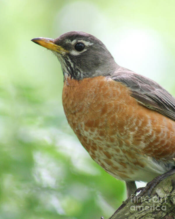 American Robin Poster featuring the photograph Stately Robin by Anita Oakley