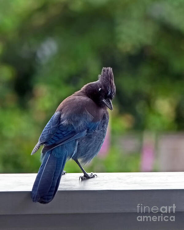Steller`s Jay Poster featuring the photograph Stellers Jay on Railing by Sharon Talson
