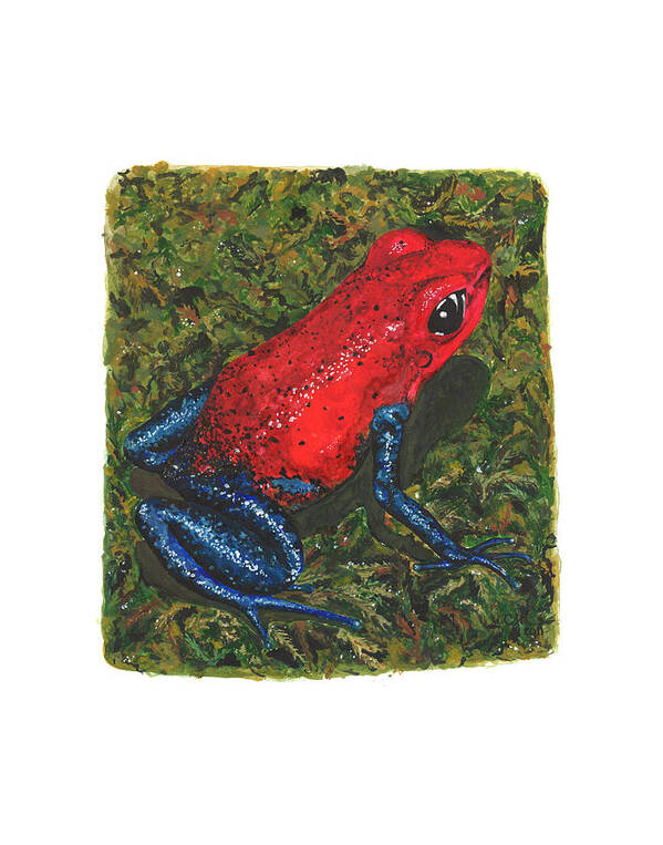 Strawberry Poison Dart Frog Poster featuring the painting Strawberry Poison Dart Frog by Cindy Hitchcock