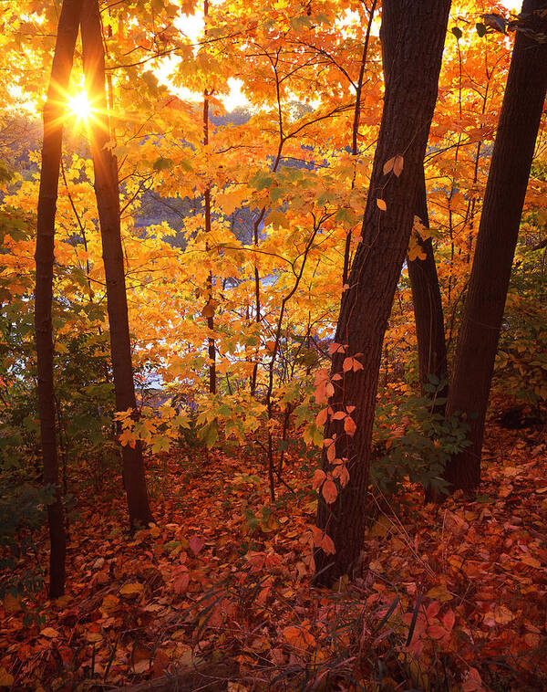Fall Poster featuring the photograph Sugar Maple Sunrise by Ray Mathis