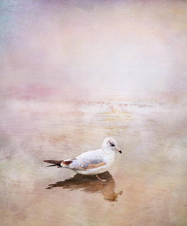 Sunset Poster featuring the photograph Sunset With Young Seagull by Theresa Tahara