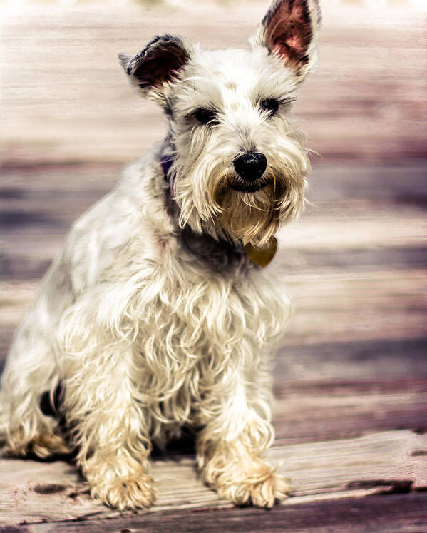 Lakeland Terrier Poster featuring the photograph Terrier on Deck by Jon Cody