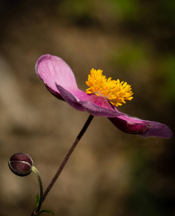 Anemone Poster featuring the photograph The Dance by Cathy Donohoue