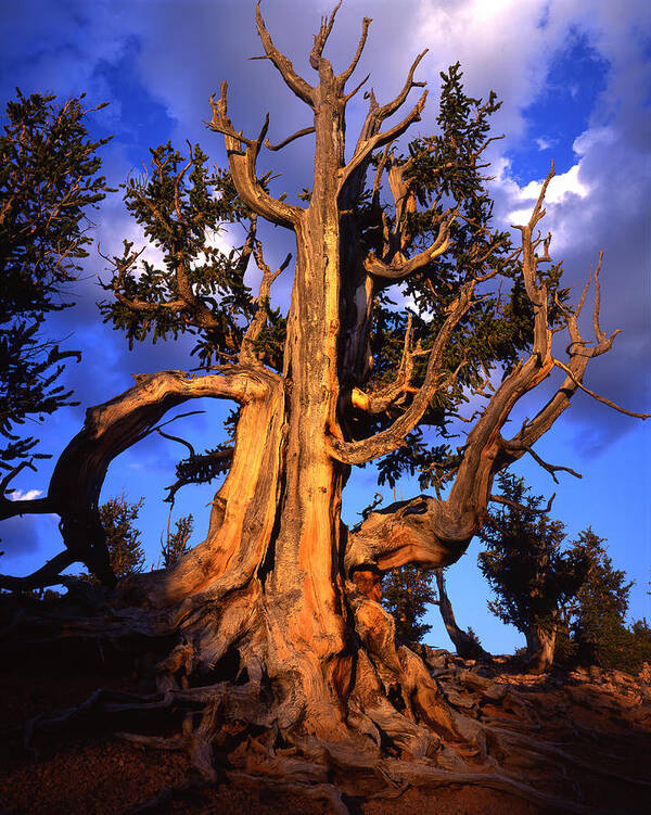 National Park Poster featuring the photograph The King by Ray Mathis