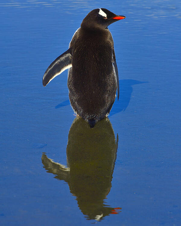 Gentoo Penguin Poster featuring the photograph The Left Wing by Tony Beck