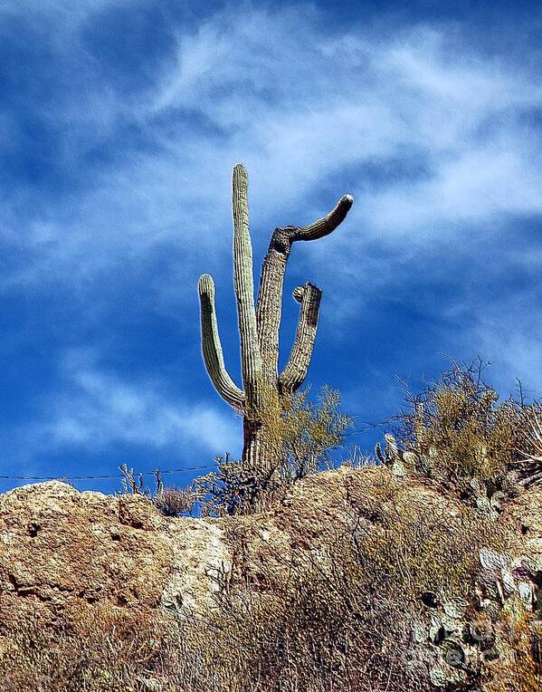 Cactus Poster featuring the photograph The Lonely Suguaro by Kathleen Struckle