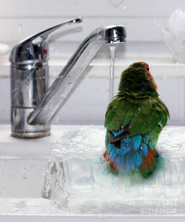 Bird Poster featuring the photograph The Lovebird's Shower by Terri Waters