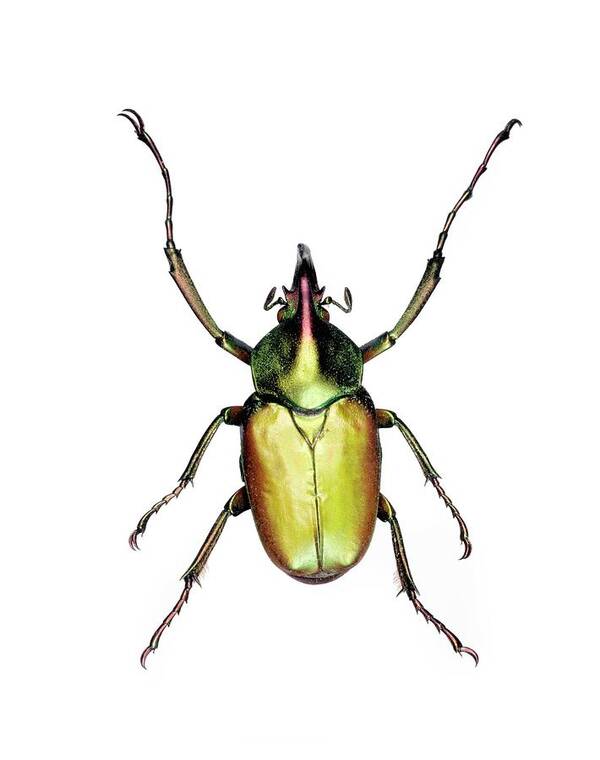 Theodosia Rodriguezi Poster featuring the photograph Theodosia Flower Beetle by Lawrence Lawry