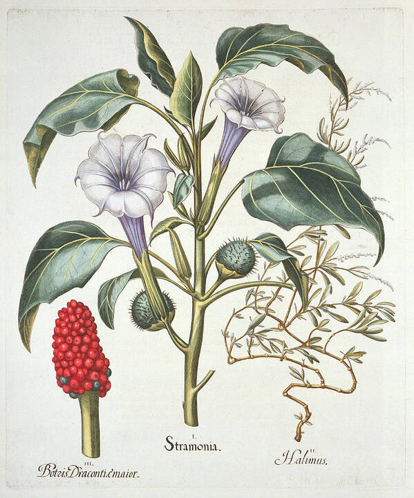 Horn Of Plenty Poster featuring the drawing Thorn Apple, From The Hortus by German School