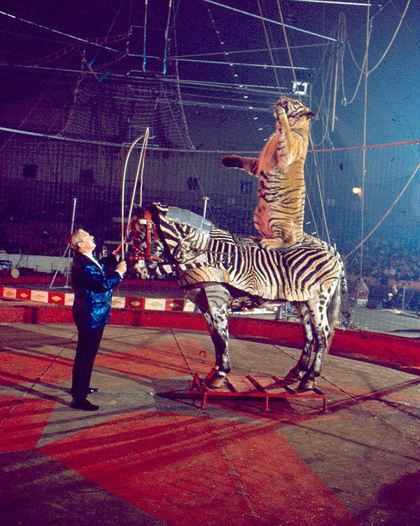 Retro Poster featuring the photograph Tiger Stands Up On Top Of Zebra At Circus by Retro Images Archive
