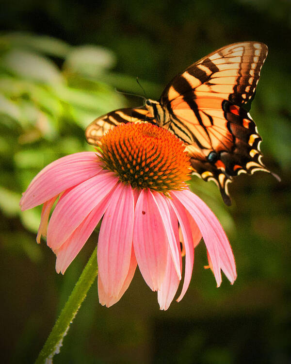 Tiger Swallowtail Butterfly Poster featuring the photograph Tiger Swallowtail feeding by Michael Porchik