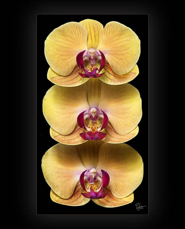 Flower Poster featuring the photograph Trio of Orchids by Endre Balogh