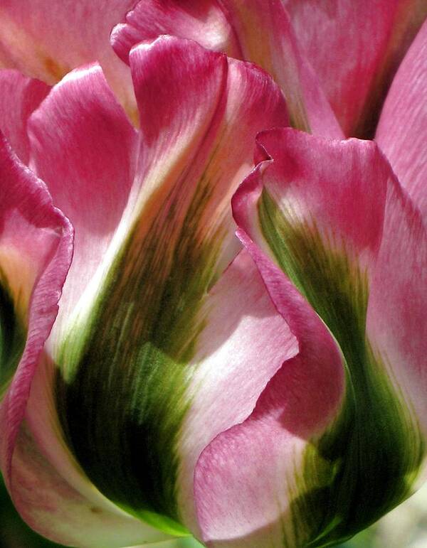 Tulip Poster featuring the photograph Tulip by Andrea Lazar