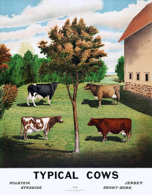 Cow Poster featuring the digital art Vintage Typical Cows 1904 Poster by Denise Beverly