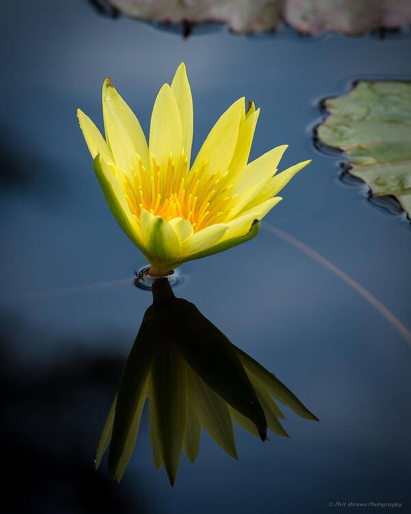 Water Lily Poster featuring the photograph Water Lily #17 by Phil Abrams