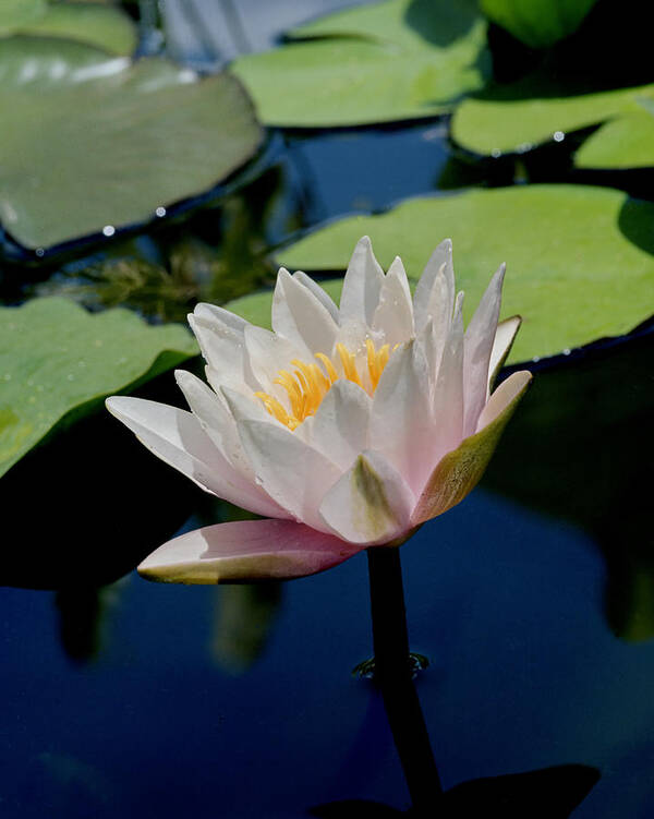 Flower Poster featuring the photograph Water Lily by Harold Rau