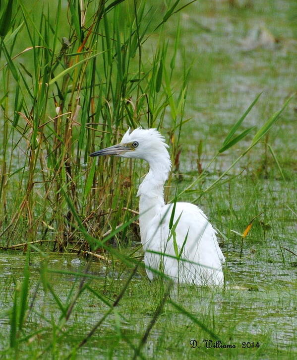 Juvenile Little Blue Heron Poster featuring the photograph Wet Juvenile Little Blue Heron by Dan Williams