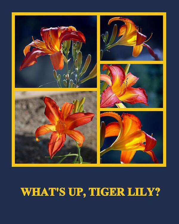 Flowers Poster featuring the photograph What's Up Tiger Lily by AJ Schibig