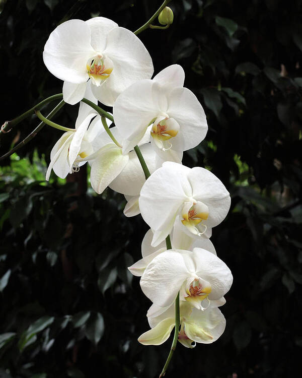 Nature Poster featuring the photograph White Cascade by Harold Rau