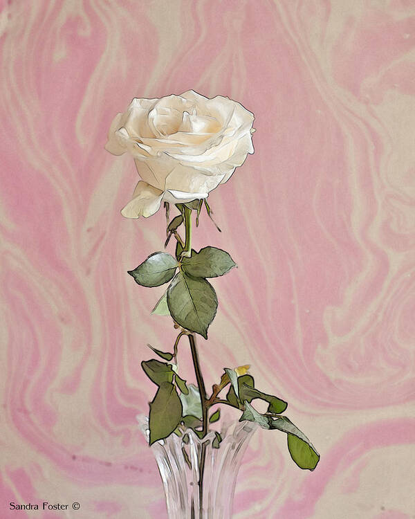 White Rose Poster featuring the photograph White Long Stemmed Rose by Sandra Foster