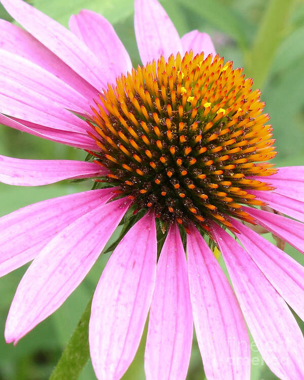 Purple Coneflower Poster featuring the photograph Wildflower in Profile by Anita Oakley