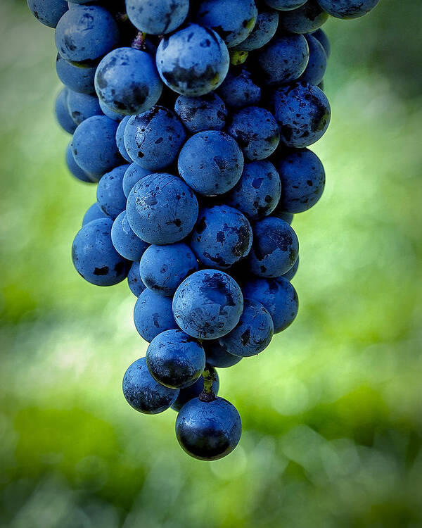 Food Poster featuring the photograph Wine Grapes by Phil Cardamone