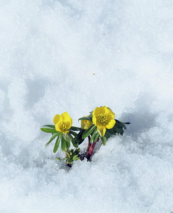 Winter Aconite Poster featuring the photograph Winter Aconite (eranthis Hyemalis) by Bjorn Svensson/science Photo Library