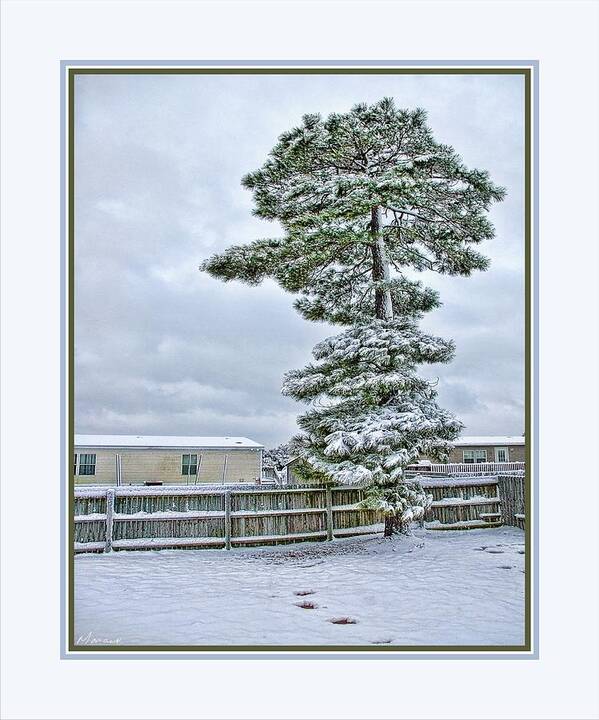 Winter Poster featuring the photograph Winter in the Backyard by Barry Monaco